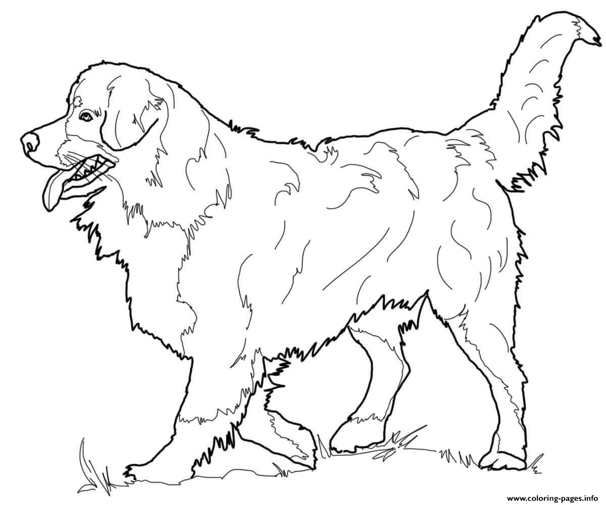 Bernese Mountain Dog coloring